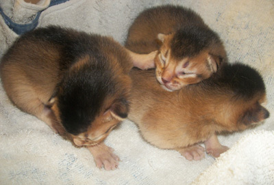 Abyssinians